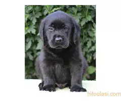 Labrador retriver štenci - 4