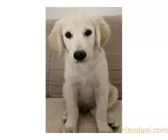 Stene zlatnog retrivera sa papirima prodaja - 2