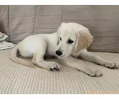 Stene zlatnog retrivera sa papirima prodaja - 3