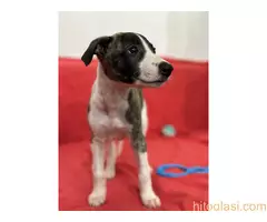 Mali engleski hrt -Whippet - 2