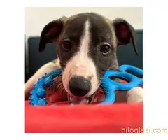 Mali engleski hrt -Whippet - 3