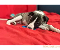 Mali engleski hrt -Whippet - 4
