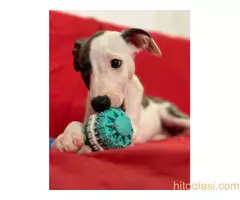 Mali engleski hrt -Whippet - 5