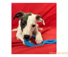 Mali engleski hrt -Whippet - 6