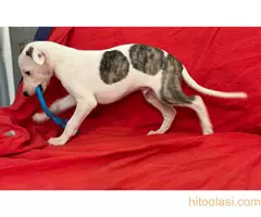 Mali engleski hrt -Whippet - 7