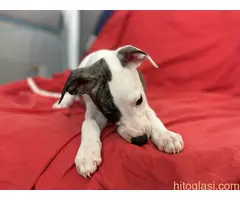 Mali engleski hrt -Whippet - 8
