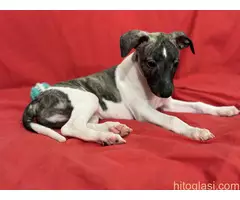 Mali engleski hrt -Whippet - 9