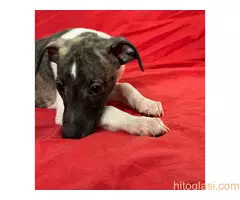 Mali engleski hrt -Whippet - 10