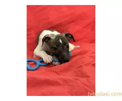 Mali engleski hrt -Whippet - 11