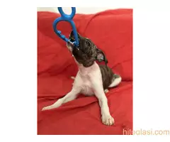 Mali engleski hrt -Whippet - 12