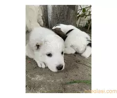 Prodaja  štenaca - 2