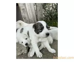 Prodaja  štenaca - 3