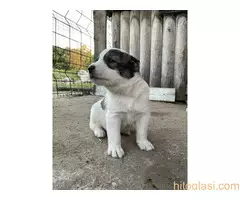 Prodaja  štenaca - 4