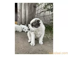 Prodaja  štenaca - 5