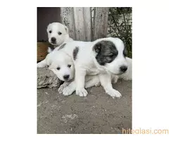 Prodaja  štenaca - 6