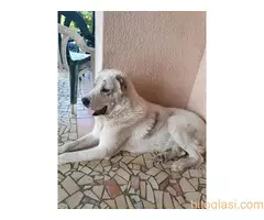 Prodaja  štenaca - 7