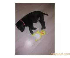 Štenci labrador retrivera - 3