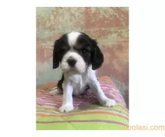 Na prodaju štenci King Charles Cavalier Spaniel - 3
