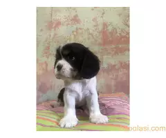 Na prodaju štenci King Charles Cavalier Spaniel - 4