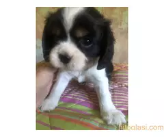 Na prodaju štenci King Charles Cavalier Spaniel - 5