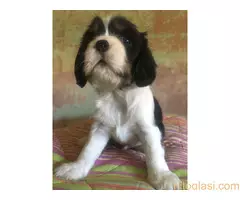 Na prodaju štenci King Charles Cavalier Spaniel - 6