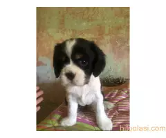 Na prodaju štenci King Charles Cavalier Spaniel - 7