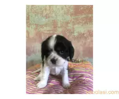 Na prodaju štenci King Charles Cavalier Spaniel - 8