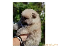 Na prodaju preslatki stenci POMERANCA - 2