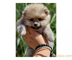 Na prodaju preslatki stenci POMERANCA - 3