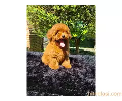 Toy pudla spremna za preuzimanje - 3