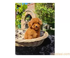 Toy pudla spremna za preuzimanje - 4