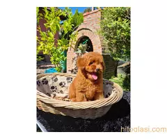 Toy pudla spremna za preuzimanje - 5