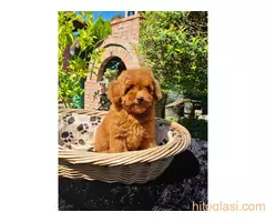 Toy pudla spremna za preuzimanje - 6