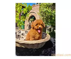 Toy pudla spremna za preuzimanje - 7