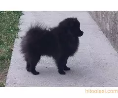 Prelepi stenci POMERANCA - 2