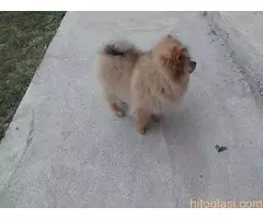 Prelepi stenci POMERANCA - 3