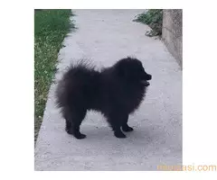 Prelepi stenci POMERANCA - 4