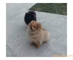 Prelepi stenci POMERANCA - 5