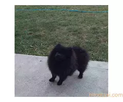 Prelepi stenci POMERANCA - 6