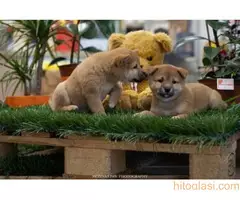 Šiba inu štenci - 2