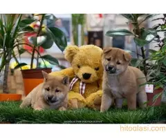 Šiba inu štenci - 3