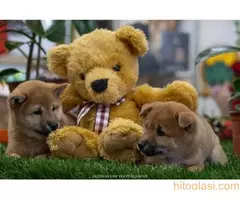 Šiba inu štenci - 4