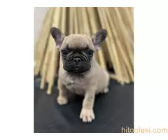 Francuski buldog - 2