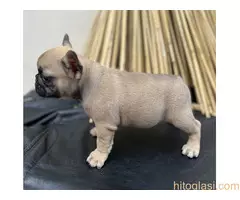 Francuski buldog - 4