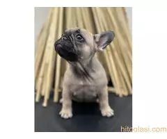 Francuski buldog - 5