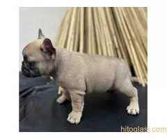 Francuski buldog - 6