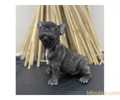 Francuski buldog - 7