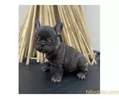 Francuski buldog - 8