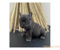 Francuski buldog - 10