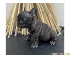 Francuski buldog - 11